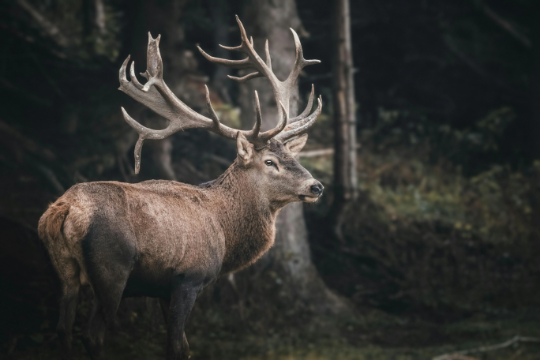 A red deer stag with wide antlers in a dark forest
