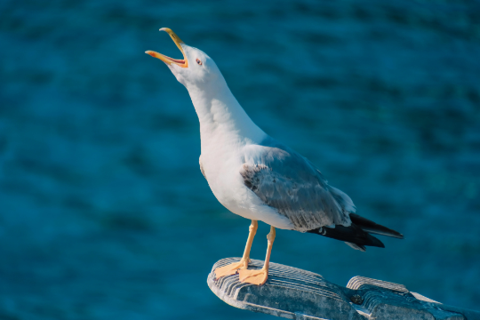 Seagull, Got fish?